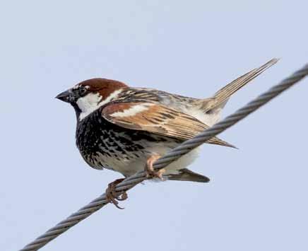 15920 Passer hispaniolensis Söğüt Serçesi Spanish Sparrow Mustafa AKÇA Passeriformes (Ötücü kuşlar) Sulak tarım arazileri, Park, bahçelerde, ve küçük yerleşimlerde