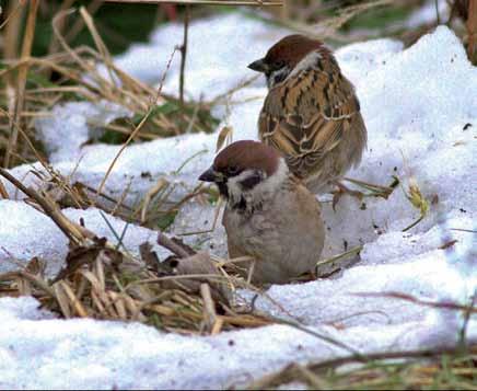 15980 Passer montanus Ağaç Serçesi Eurasian Tree Sparrow Orhun H.