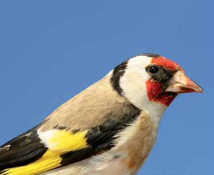 16530 Carduelis carduelis Saka European Goldfinch Çağan H.