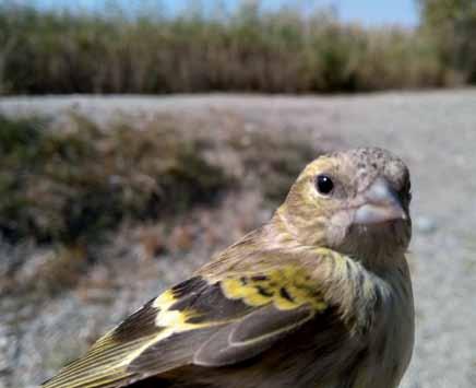 16540 Spinus spinus Karabaşlı İskete Eurasian Siskin Berkan DEMİR Passeriformes (Ötücü kuşlar) İğne