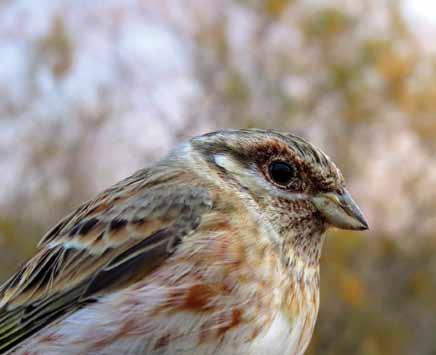 18560 Emberiza leucocephalos Akbaşlı Kirazkuşu Pine Bunting Berkan DEMİR Passeriformes (Ötücü kuşlar) Tarım arazileri, meralar ve ormanlık alanlar.