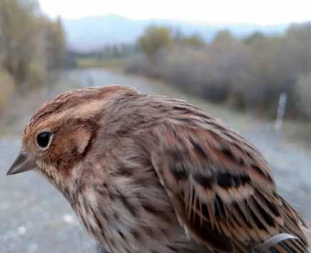 18740 Emberiza pusilla Küçük Kirazkuşu Little Bunting Berkan DEMİR Yüksek ormanlıklarda, ekili alanların kenarındaki ağaçlıklar, fundalıklar, parklar ve bahçelerde görülür.