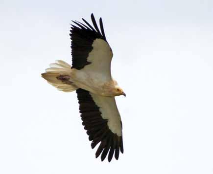 11390 Neophron percnopterus Küçük Akbaba Egyptian Vulture Mustafa AKÇA Sıcak iklimlerde, dağlık alanlarda, vadilerde.