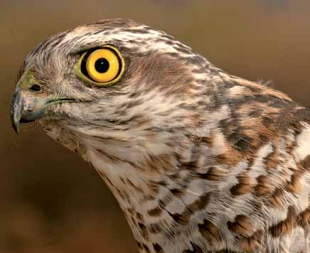 2690 Accipiter nisus Atmaca Eurasian Sparrowhawk Çağan H. Şekercioğlu Bodur ağaçlıklı ormanlarda barınır. Çit ve yol kenarlarında gündüz avlanır.