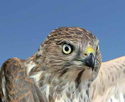 2720 Accipiter badius Şikra Shikra Kamil Horomádka Ormanlık, tarım arazileri ve kentsel alanlarda olmak üzere daha çok Türkistan, Afganistan ve Doğu İran da rastlanır.