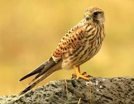 3040 Falco tinnunculus Kerkenez Eurasian Kestrel Çağan H.