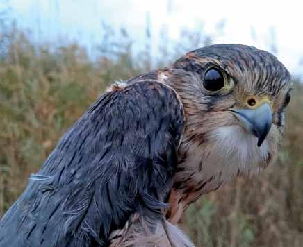 3090 Falco columbarius Boz Doğan Merlin Berkan DEMİR Orman, Sulak alan kenarlarındaki açık alanları, bataklık kenarlarını, tarım alanlarını yaşam alanı olarak tercih
