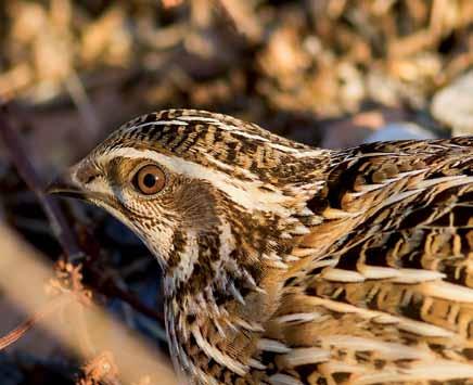 3700 Coturnix coturnix Bıldırcın Common Quail İskender ŞENGÖR Galliformes (Tavuksular) Tarım alanları, çayırlar, bozkırlar