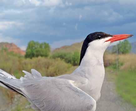 6150 Sterna hirundo Sumru Common Tern Emrah ÇOBAN Charadriiformes (Yağmur kuşları) Kumsal,