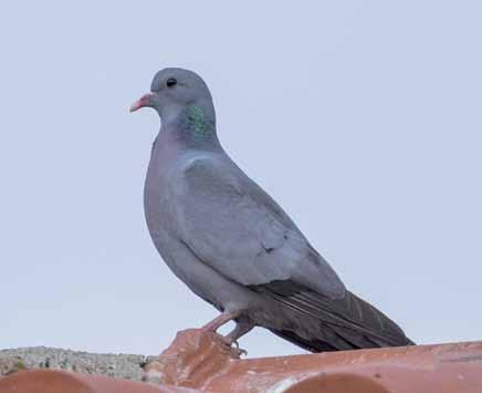 6680 Columba oenas Gökçe Güvercin Stock Dove Mustafa AKÇA Columbiformes (Güvercinler) Ormanlık, Ağaçlık