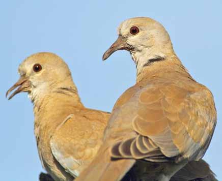 6840 Streptopelia decaocto Kumru Eurasian Collared-Dove Süleyman Kenan ÇÜNGÜR Columbiformes (Güvercinler) İstilacı bir kuştur.