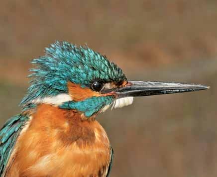 8310 Alcedo atthis Yalıçapkını Common Kingfisher Çağan H. Şekercioğlu Sulak alanlarda, lagün ve deniz kıyısında yaşarlar.