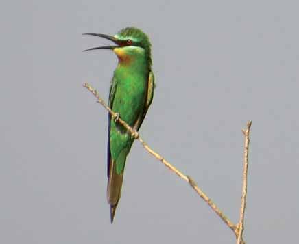 8390 Merops persicus Yeşil Arıkuşu Blue-cheeked Bee-eater Berkan DEMİR Tropikal bölgeler, ormanlar, savanalar, çayır alanları, sulak alanlar.