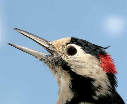 8780 Dendrocopos syriacus Alaca Ağaçkakan Syrian Woodpecker Çağan H. Şekercioğlu Piciformes (Ağaçkakanlar) Tarım alanlarında, seyrek ağaçlıklı alanlar ve bahçeler.