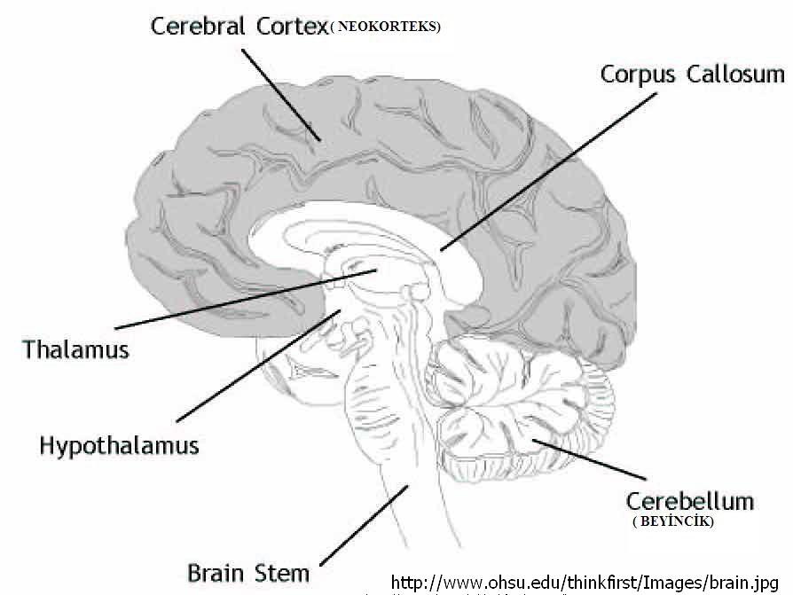 BÖLÜM 2 LİTERATÜR VE ARAŞTIRMALAR 2.1.Beyin ve Öğrenme Beynin öğrenmeyle ilgili bir organ olması nedeniyle eğitimciler bu konuya ayrı bir önem vermektedir (Keleş & Çepni, 2006).