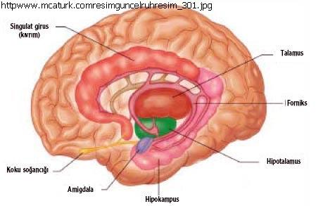 2.1.1.1. Beyincik Sürüngen beyin ya da R-Kompleks olarak bilinen beynin bu bölümü beyin anatomisinin en alt kısmında ve oluşum sırasına göre ilk aşamada yer alır.