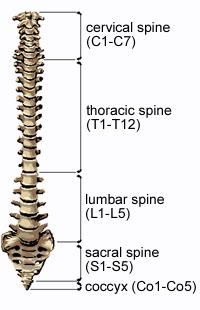 İntervertebral aralıklarda daralma %90 vakada saptanabilir. İleri dönemlerde vertebral füzyon meydana gelebilir.