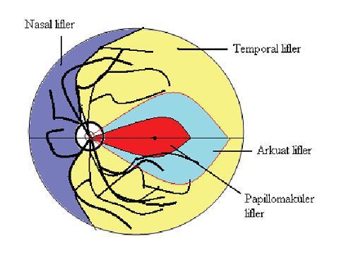 Glokomatöz görme alanı defektleri Ganglion hücre aksonları optik sinir başına 3 grup olarak girer *Papillomaküler lifler (RGH nin %60-70İ,