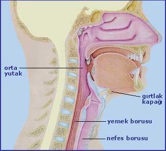 yolunun nefesle alınan havanın