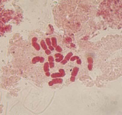 µm I II III IV V VI VII Şekil 3.. L. odoratus un mitotik kromozomları metafaz düzleminde Şekil 3. 2. L. odoratus un idiogramı Şekil 3. 3. L. odoratus un karyogramı Kromozom I: Median (bölgeli) sentromerli olup, türün en uzun kromozomudur.