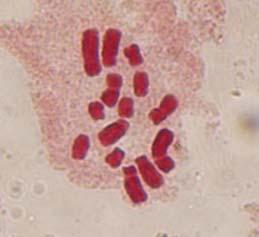Kromozom Morfolojisi: IV ve VI numaralı kromozomların median (bölgeli) sentromerli, diğer kromozomların ise submedian sentromerli olduğu görülmüş, ayrıca I numaralı kromozomun uzun koluna bağlı