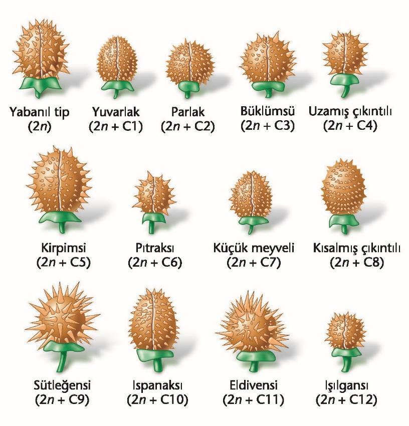 3.4 Trizomi diploid genoma bir kromozom ilavesidir.