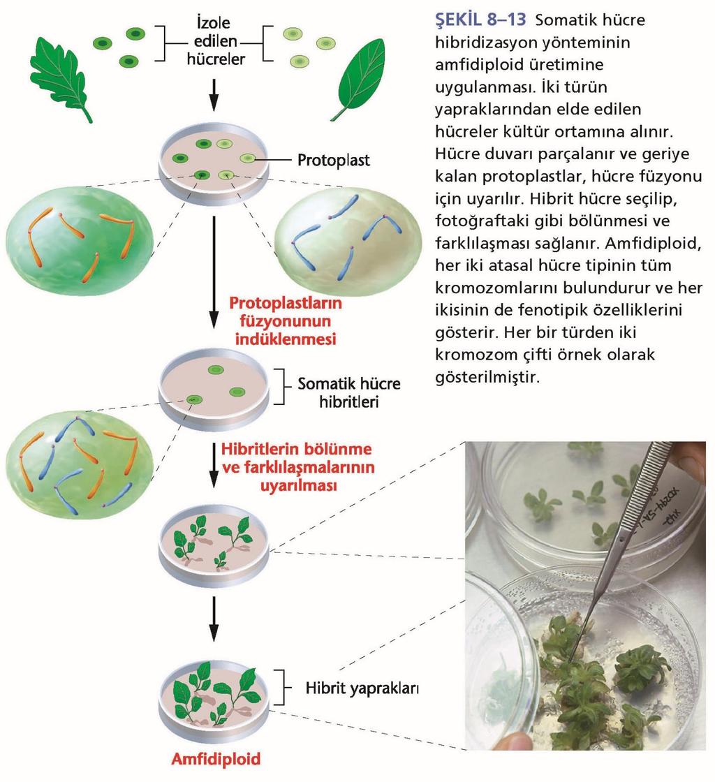 Amfidiploid bitkiler, her iki bitkinin özelliklerini de