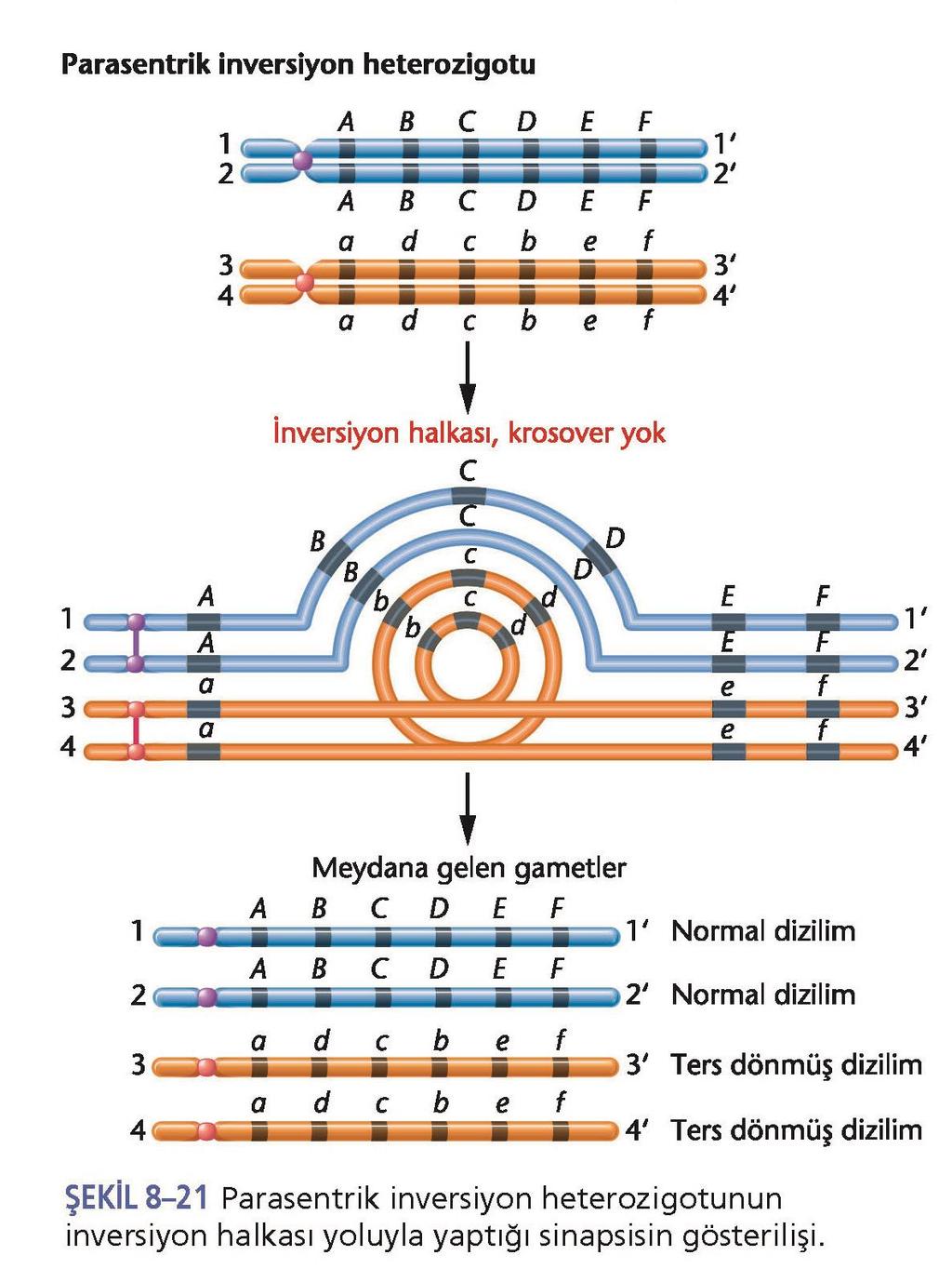 3.9 Ters çevrilmeler doğrusal gen dizilimini yeniden düzenler. Gamet oluşumu sırasında inversiyonlar sinaps oluşumunu engeller.