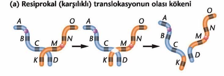 3.10 Yer değiştirme Yer değiştirme (translokasyon), bir kromozom parçasının genomda yeni bir bölgeye taşınmasıdır.