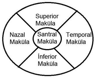 Fatih ULAŞ ve ark. TEK TARAFLI ANİZOMETROPİK AMBLİYOP OLGULARDA OPTİK KOHERENS TOMOGRAFİ... Nazal Superior Santral İnferior RESİM 1: Dairesel makula kalınlığı haritası.