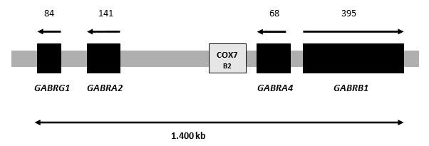 oluşan bir küme bu 4p deki bir bağlantı bölgesindedir (şekil 3) (4, 5). Bu GABA A reseptörleri güçlü aday genlerdir.