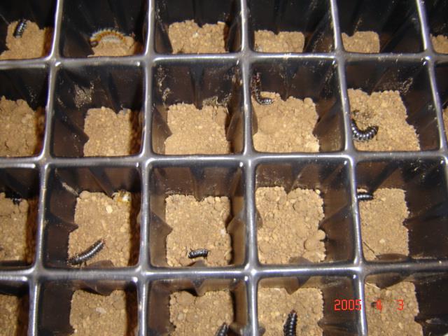 Arazide ise pupa olmaları için son dönem larvalar yaklaģık 30-50 cm derinliğinde nemli toprağa gömülmeleri uygun olmaktadır.