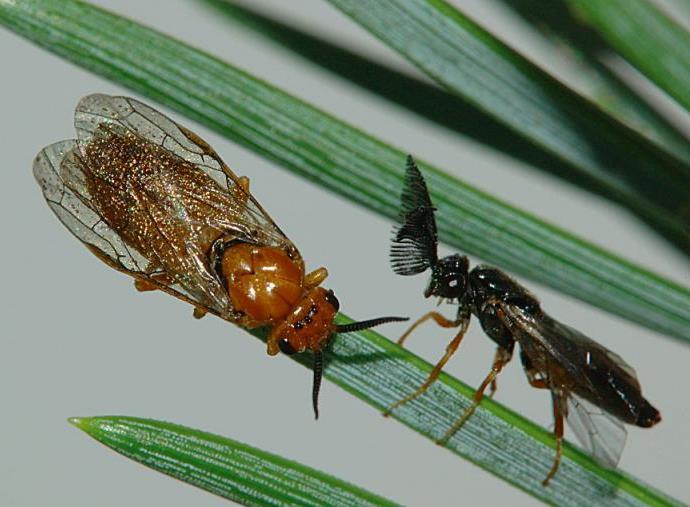 Temmuz sonu Ağustos baģında iki uçuģ dalgası vardır. 6.3.2. Neodiprion sertifer (Geoffroy), Kırmızımtrak sarı çalı antenli yaprak arısı Tanımı: DiĢi kaba yapılı ve 7-12 mm uzunluktadır.