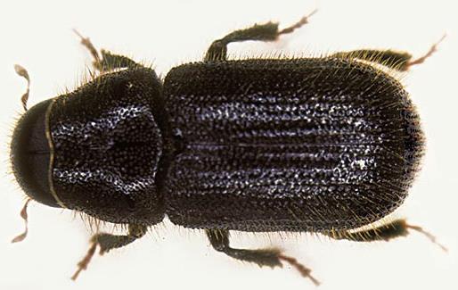 135 Dünya üzerinde 20 dolayında türle temsil edilen Dendroctonus Erichson (Coleoptera: Scolytidae) cinsinin, Avrupa ve Asya ormanlarında 2 türü yaģamaktadır. Bu türler D. micans (Kug.) ve D.