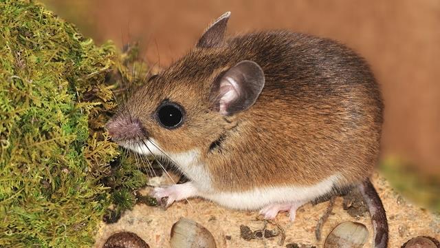 82 ġekil XX. Geyik faresi, Peromyscus sp. Maskeli sivrifare, Sorex cinereus Kerr (ġekil 27), Kanada nın anakara orman alanlarında yaygındır.