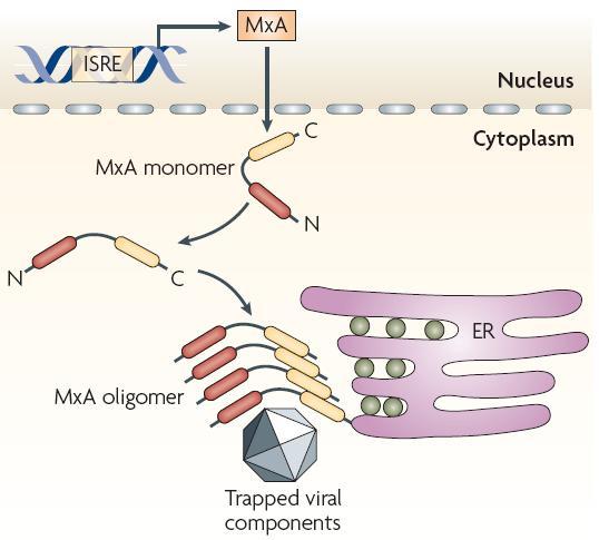 Tip I IFN ların uyarısı sonucu oluģan proteinlere bir örnek: Mx Lösin zipper domen Central interacting domen GTAaz domeni Mx