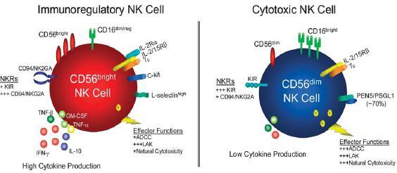 1- Sitokin üretimi 2- Hedef hücre yıkımı NK ların iģlevleri * granül ekzositozu ile (granzim A, B) * ölüm