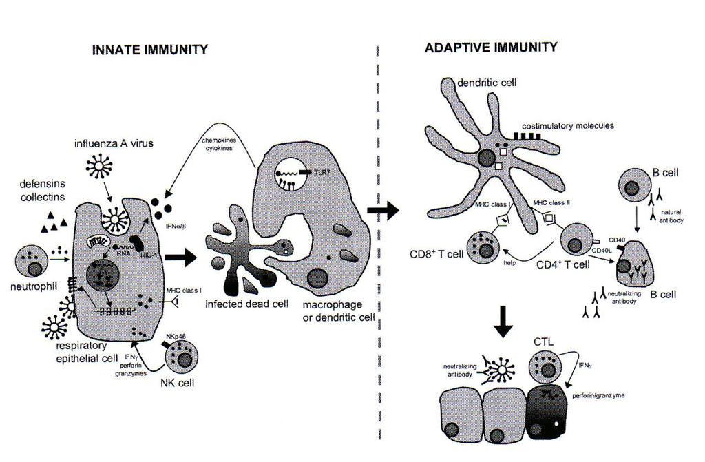 Influenza