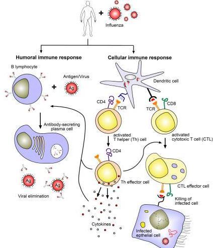 CD4 + T hücreleri: -Sitokin üretimi (IL-2, TNF, IL-10, IFN-γ) -CD8 + ve B hücre yanıtının güçlendirilmesi CD8 + T