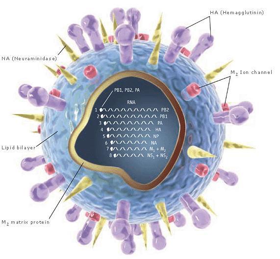 Virülans ve Patogenezde rol oynayan viral proteinler Viral Polimerazlar (PA, PB1, PB2) 1- Replikasyon yoğunluğunu belirler (replikasyon arttıkca virülans artar) 2- Isıya duyarlığı belirler (PB2