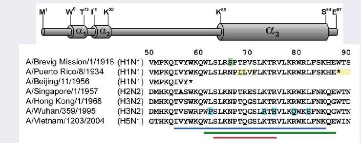 PB1-F2 Proteini * 87-90 aa lik, C-terminal ucunda helikal domen taģıyan mitokondrial bir peptid * Fare KC mitokondrileri +