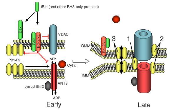 Viral Protein: Mitokondri iç membr. ADENĠN NÜKLEOTĠD TRANSLOKATÖR 3 ( ANT3) ve Mitokondri dıģ membr.
