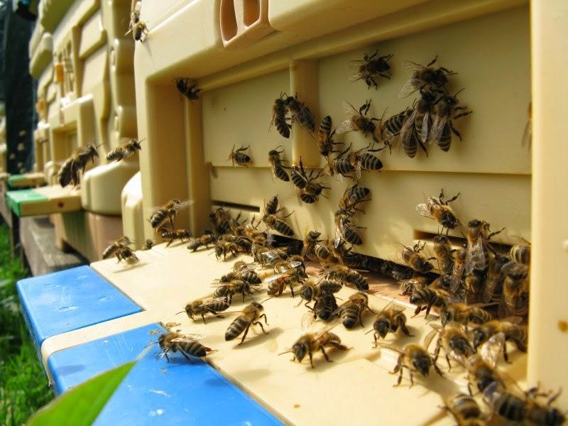 Bulgular 5 Findings 5 Tozlu günlerde çiçeklerin ve polen tozlarının kirlenmesi, arı hastalıklarının artmasına bağlı olarak bal üretimi azalmakta, çöl tozları kovanların içerisine kadar sızarak