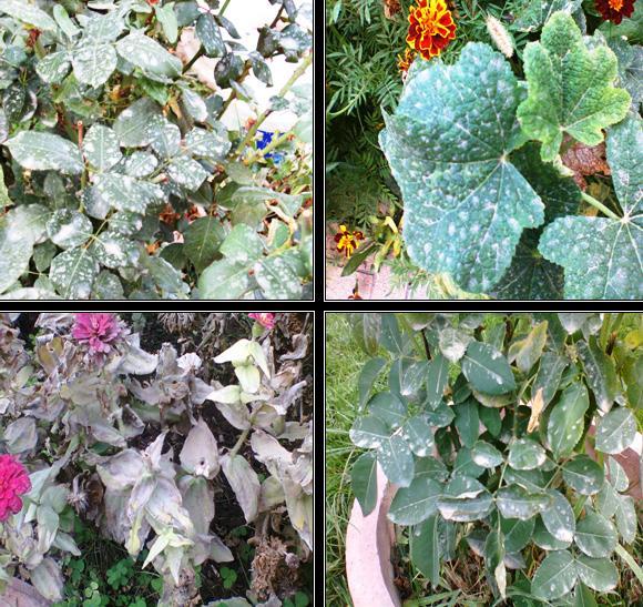 Bulgular 15 Findings 15 Çöl tozları yağışların arttığı dönemde çamurlu yağışlara neden olabilmekte, yaprak yüzeyleri geniş olan bitkiler üzerine çökelmektedir.