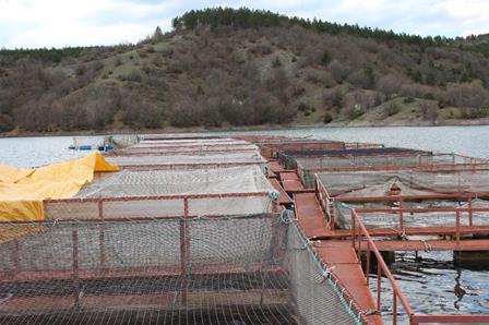 SU ÜRÜNLERİ FAKÜLTESİ-6 30 ton/yıl kapasiteli alabalık kafes tesisi: Öğrenci