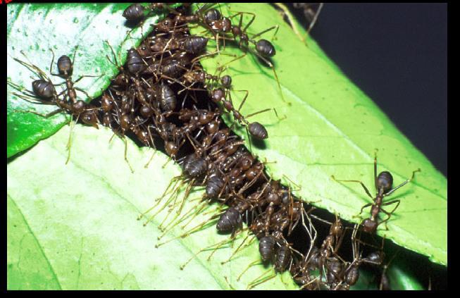 Doğada Karıncalar Gerçek karıncalar, yuvaları ile yiyecek kaynağı arasındaki en kısa yolu bulma kabiliyetine sahiptirler ve ayrıca çevredeki değişimlere de adapte olabilmektedirler.