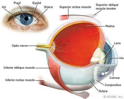 Göz, küre şeklinde, önde saydam kornea, arkada ise beyaz renkli sklera ile çevrelenmiştir. Skleranın önde görünen kısmını ve kapakların iç yüzeyini mukozal bir örtü olan konjunktiva kaplar.