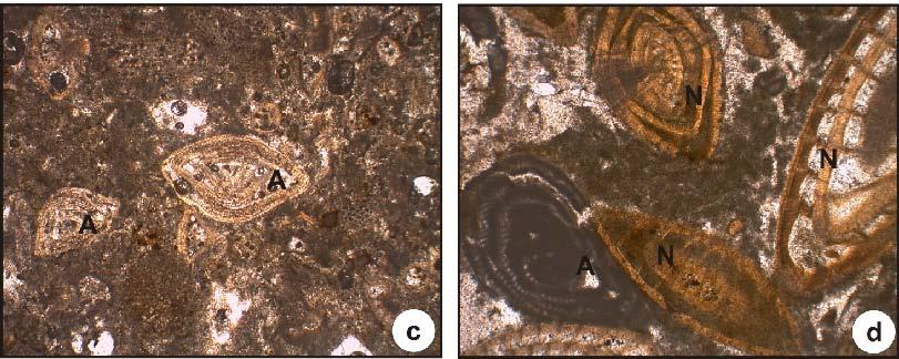 ), N: Nummulites perforatus) Örçen (1986) inceleme Medik-Ebreme dolaylarında yapmış olduğu çalışmada aşağıdaki fosilleri belirlemiş ve Orta Üst Eosen