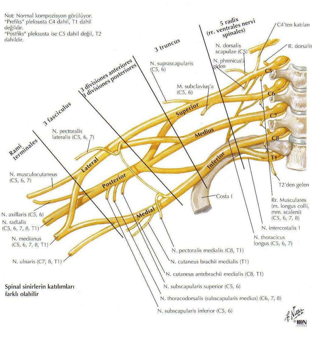 Anatomi: Median sinir (C5-T1), brakiyal pleksusun mediyal ve lateral fasiküllerinden gelen köklerin aksiller arterin önünde birleģmesiyle meydana gelir.
