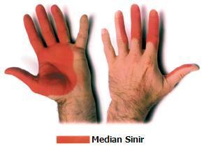 Median sinir deri inervasyonu Sinir elin proksimalinde daha az korunmuģ olup, derin ve yüzeyel parmak fleksörleri arasından yüzeye çıkar.